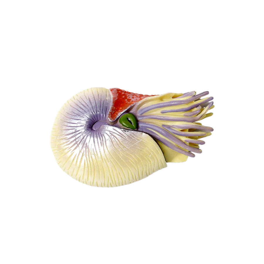 Marine Toy Animals Nautilus Fi - Kids Toys Reviews review and price